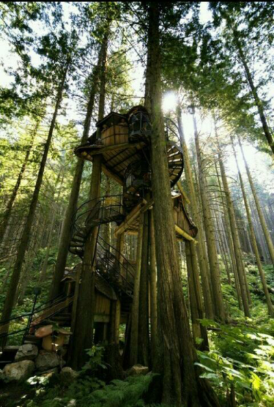 devinegari: Forest tree house na We Heart It - http://weheartit.com/entry/116548156 I want to invest my life in such beauty