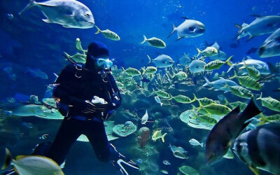 涛岛（Koh Tao）潜水减压及救援课程