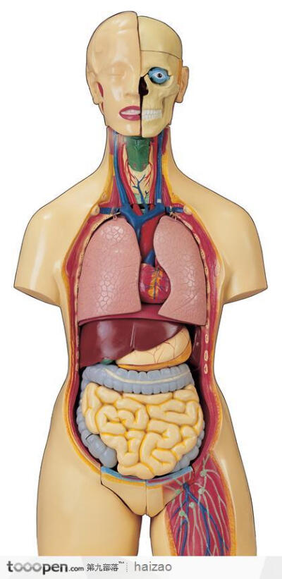 人体结构图