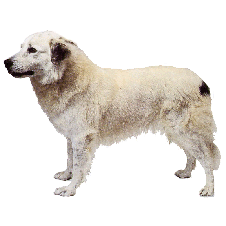 艾迪犬，诞生于北非的摩洛哥绵延至阿尔及利亚的阿特拉斯山脉，它实际上不是牧羊犬，它是用来看守游牧民族的帐篷以防山猫的侵袭。此犬因为过去从事守护主人和家畜的工作，所以察觉危险的能力极高。据说它甚至能嗅出蛇…