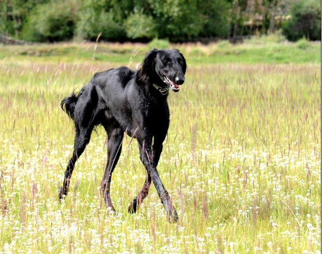 中国细犬（简称细犬） 是中国古老的狩猎犬种， 细犬在山东聊城，梁山（长毛品系），山东济宁（短毛品系）. 后来狩猎犬的作用渐渐不明显所以饲养的较少，导致许多纯种细犬失 现在纯正 的细犬存量较少。 2000年国外猎犬等品种大量进入中国， 细犬渐渐被惠比特，灵缇所代替，使本来刚刚恢复的细犬市场犹如雪上加霜。