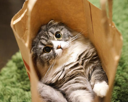 买纸袋送猫咪啦~图自：spotlight-media.jp