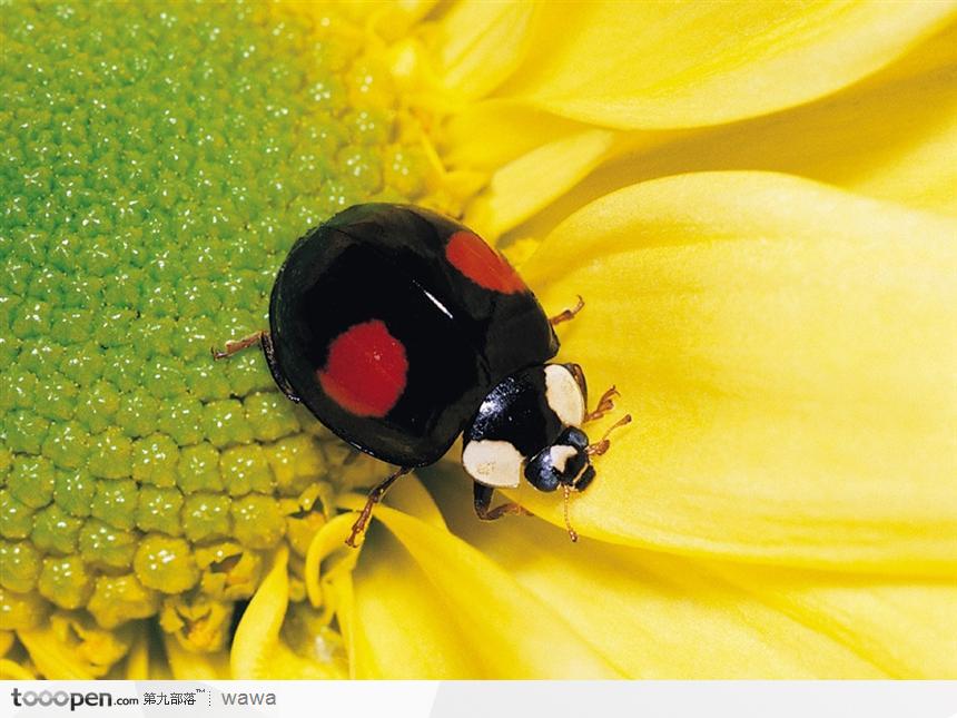 花中的七星瓢虫