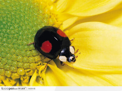 花中的七星瓢虫