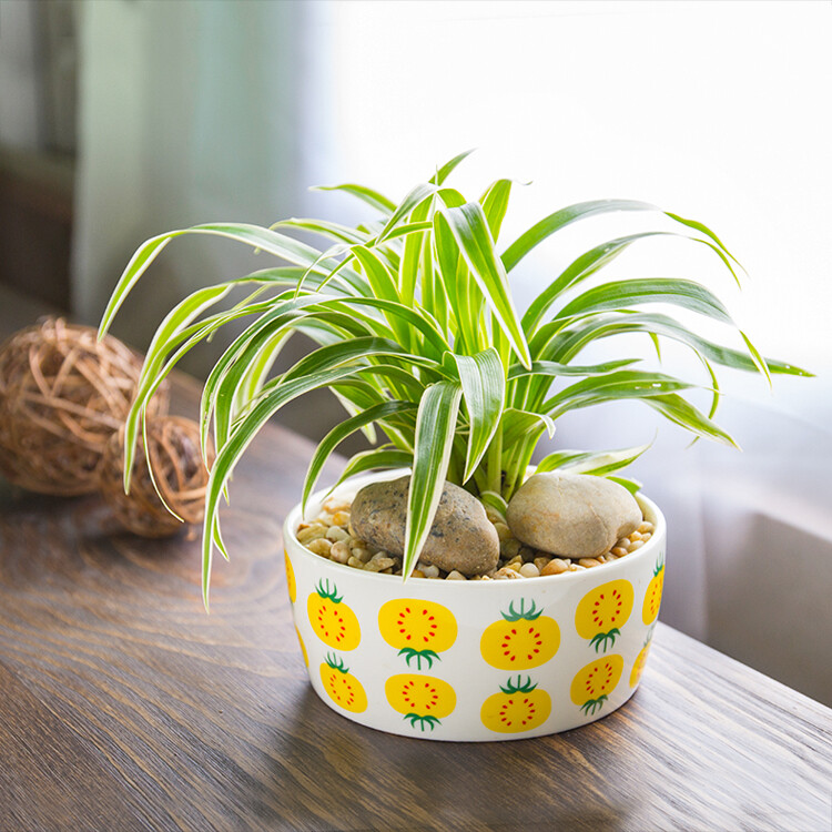 日式zakka陶瓷花盆 多肉植物中号陶瓷花器圆形绿植园艺小花盆