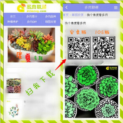 多肉植物app扫码下载