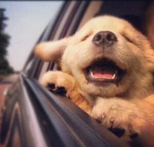 再卖萌就把你带回家