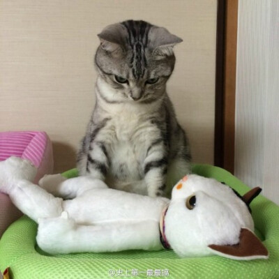 推主mifuyu916发现猫咪早上就是一脸“一早起来怎么有个陌生女孩子躺在我身边？我去！昨晚喝大发了我怎么一点记忆都没有怎么办怎么办怎么办”的表情\(*ΦωΦ)ﾉ负起责任来啊喵！