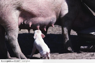 小猪在吸奶
