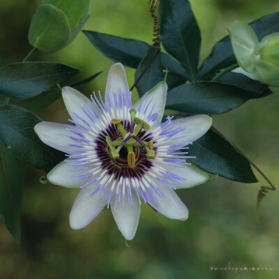 西番莲（時計草 Passiflora caerulea）