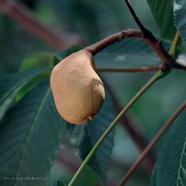 红花七叶树 (aesculus pavia.L）