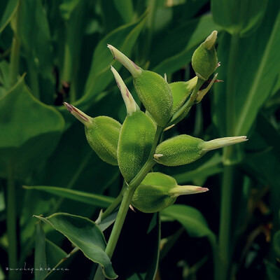 柔瓣美人蕉 (canna flaccida)