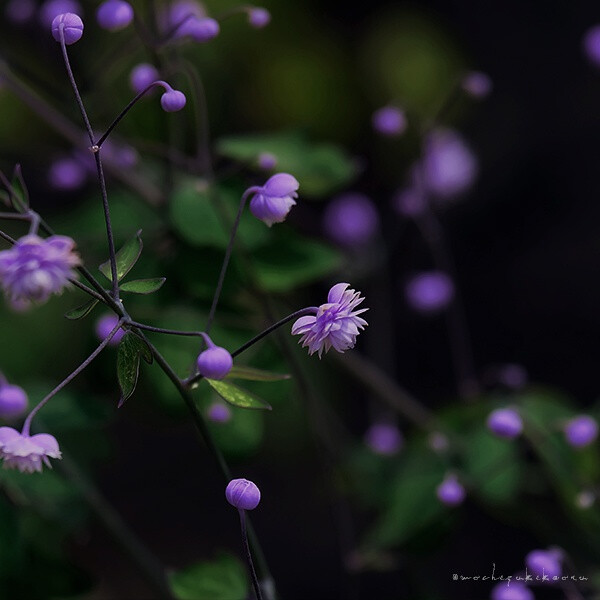 唐松草（Thalictrum）