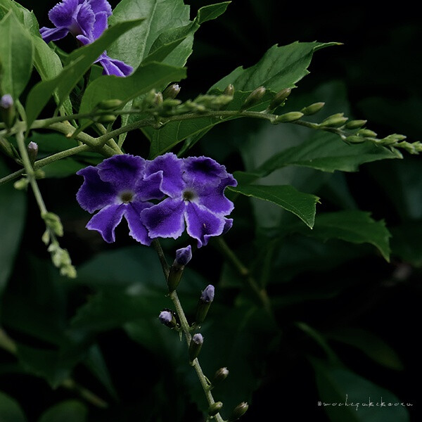 蕾丝金露花