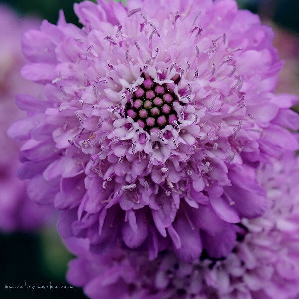 松虫草（scabiosa atropurpurea ）