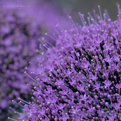 夕雾（学名：Trachelium caeruleum）桔?？浦硬菔簟? data-iid=