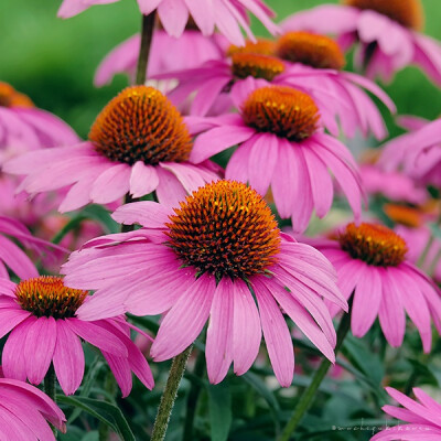 Echinacea purpurea 紫松果菊