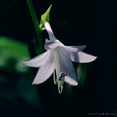 紫萼（Hosta．ventriocsa．(Salisb．)Stearm）又称紫玉簪、紫萼玉簪，别名白背三七、玉棠花，属百合科玉簪属多年生草本植物。