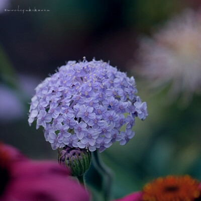 蓝饰带花/翠珠花（Trachymene caerulea）