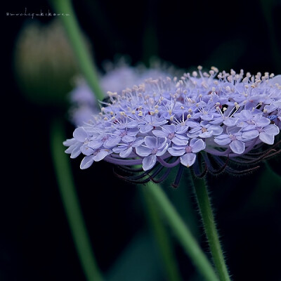 蓝饰带花/翠珠花（Trachymene caerulea）