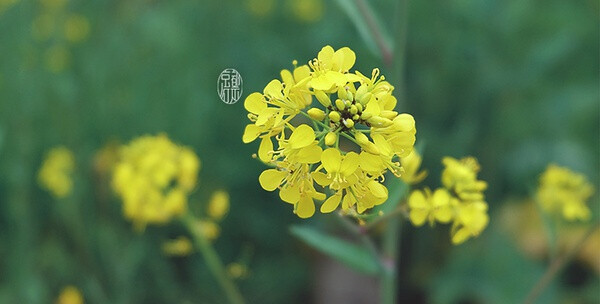 油菜花