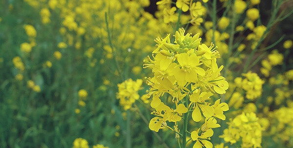 油菜花