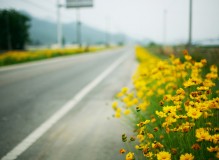 野花 公路