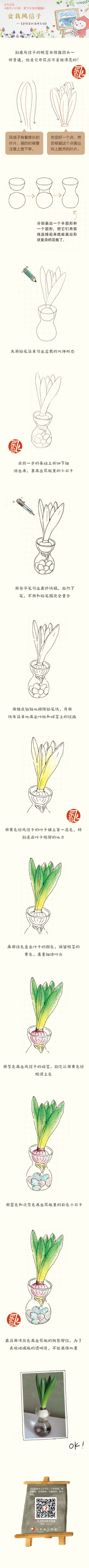 #每天10分钟，跟飞乐鸟学画画# 优雅的风信子，乍看之下还以为是大蒜，但是风信子开花后很漂亮哦，画过大蒜后同学们来区分一下它们吧！