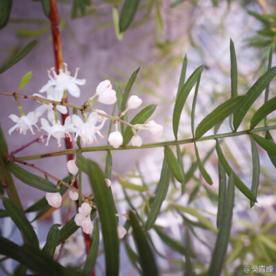 獨坐仲夏閒適午風綠手指 之 花都開好了