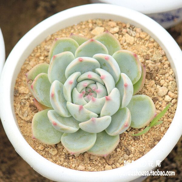 鼬鼬 【特价】【推荐】吉娃莲 吉娃娃 小号 大号8--10cm 多肉植物