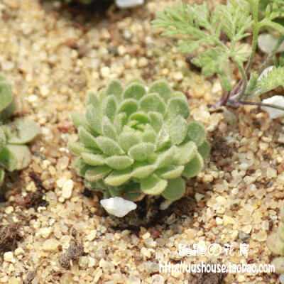 鼬鼬【特价】【推荐】小野玫瑰 带侧芽 多肉植物