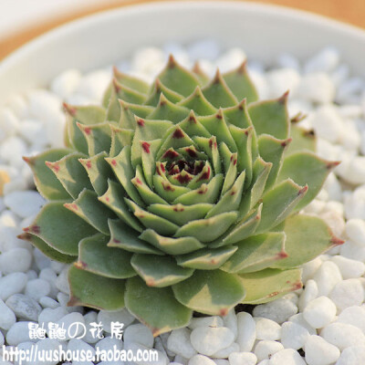 鼬鼬 铃娟 玲娟 铃绢 小号 大号 多肉植物 多浆植物 迷你盆栽