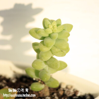 鼬鼬 新玉坠 新玉缀 多肉植物 多浆植物 迷你盆栽绿植