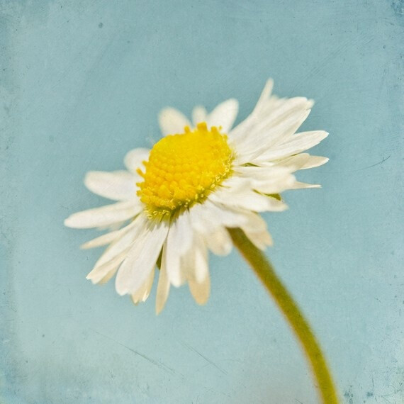 daisy painting