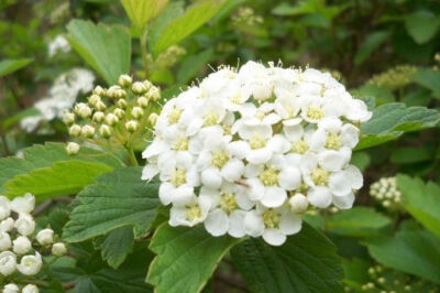 小小麋鹿【花语字典】Spirea(Spiraea)绣线菊.花语：胜利