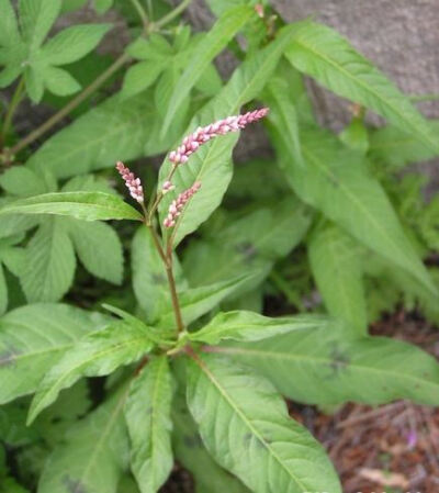 小小麋鹿【花语字典】Sorrel(Rumex acetosa)酸模.花语：父母的爱