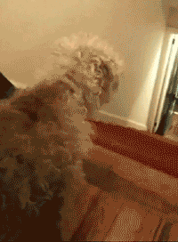 汪星人太厉害了！这绝技可不是盖的啊~