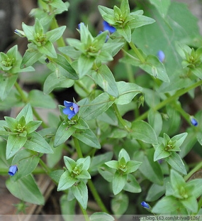 小小麋鹿【花语字典】Scarlet Pimpernel(Anagalis arvensis)海绿.花语：改变