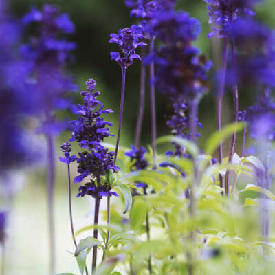 小小麋鹿【花语字典】Sage(Salvia officinalis)鼠尾草.花语：健康长寿