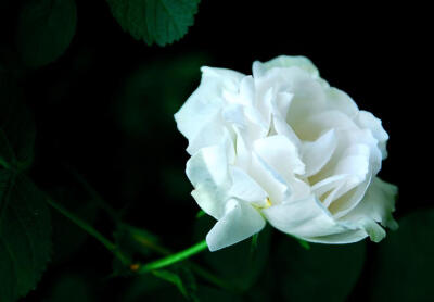 小小麋鹿【花语字典】Rose,White(Rosa）白玫瑰.花语：不懂得爱的心