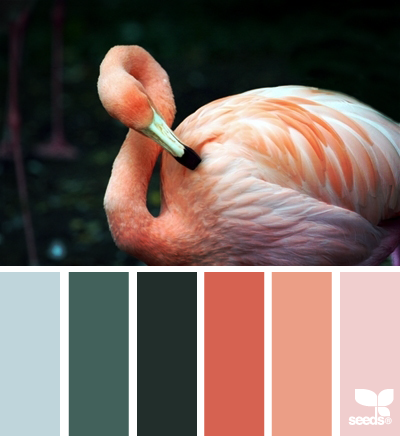 flamingo tones