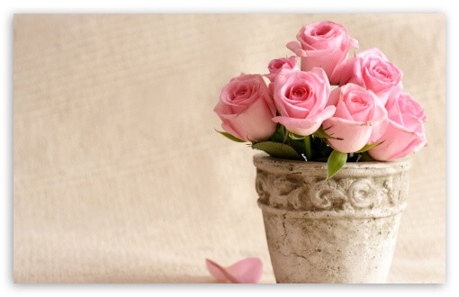 Light Pink Roses HD wallpaper for Standard 4:3 5:4 Fullscreen UXGA XGA SVGA QSXGA SXGA ; Wide 16:10 5:3 Widescreen WHXGA WQXGA WUXGA WXGA WGA ; HD 16:9 High Definition WQHD QWXGA 1080p 900p 720p QHD nHD ; Other 3:2 DVGA HVGA HQVGA devices ( Apple PowerBook G4 iPhone 4 3G 3GS iPod Touch ) ; Mobile VG