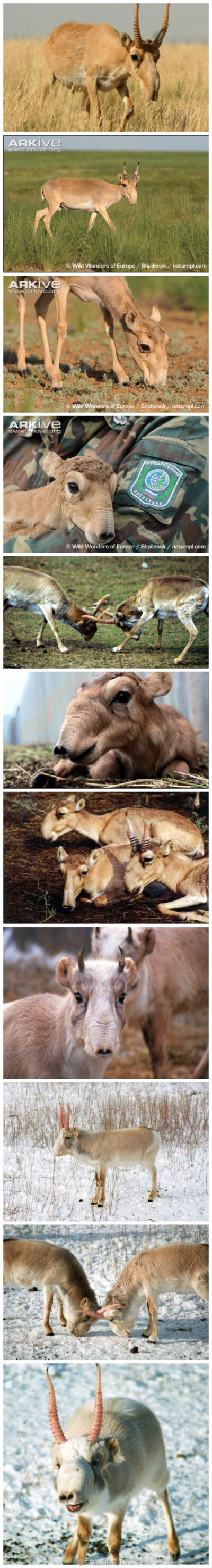 高鼻羚（Saiga tatarica）别名赛加羚羊、大鼻羚羊，属于牛科。总觉得在哪部科幻电影里看过这样的人设......