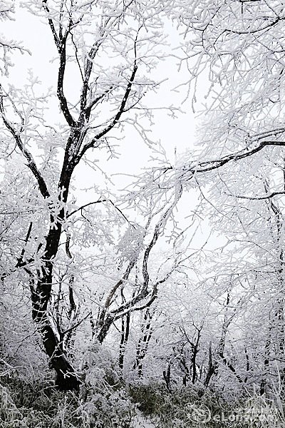 走入童话世界 峨眉山赏雪正当时 - 艺龙旅游指南-----峨眉山高山区的高大乔木，穿上白色的冬衣