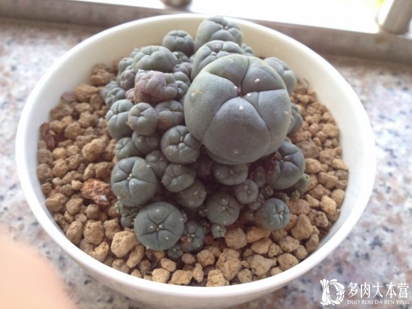 [乌羽玉属] 愚公移山，子吹垒石【多肉大本营】www.rou01.com