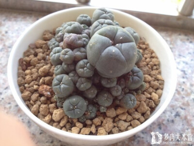 [乌羽玉属] 愚公移山，子吹垒石【多肉大本营】www.rou01.com