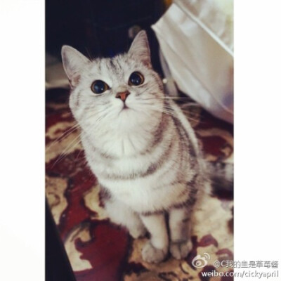 别人家的猫。软软萌萌的。 http://t.cn/RPzs2KR