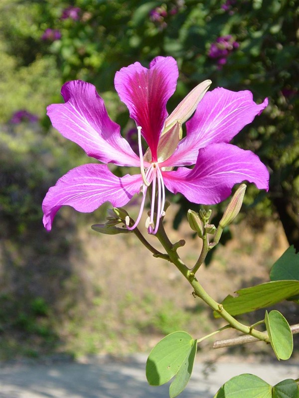 小小麋鹿【花语字典】Redbud(Cercis)紫荆.花语：背叛