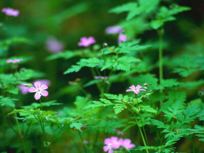 小小麋鹿【花语字典】Primrose（Primula）报春花.花语：童年