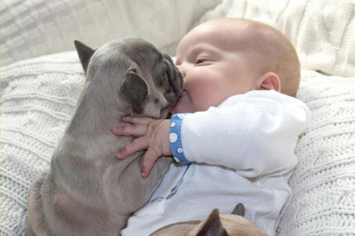 看著這堆萌犬與小Baby那軟綿綿的樣子，確實有種心變得柔軟的感覺。不過因為照片中的3隻老虎狗BB在拍完這組照片後便成功被領養，所以Cindy在下一輯攝影作品中將讓另一窩小狗狗來擔任Austin的搭檔，感興趣的朋友請密切留意。